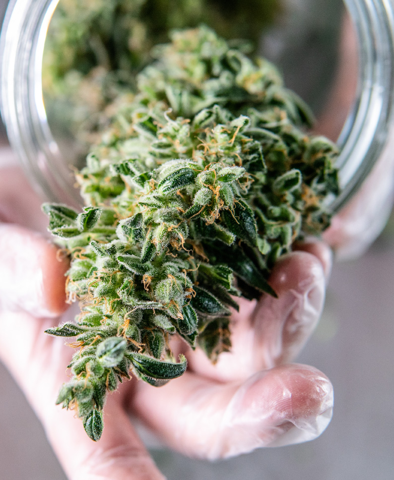 cannabis flower cannabis flower